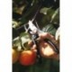 Fiskars 1001530 Tijeras Tradicionales, Negro