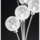 Wofi 3306.05.01.0000 - Lámpara de pie con 5 luces, 170 cm, diámetro: 30 cm, color cromo