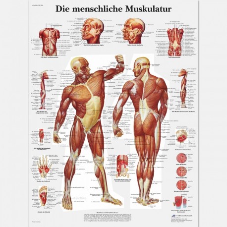 3B Scientific VR0118L - Póster explicativo sobre la columna vertebral humana en alemán 
