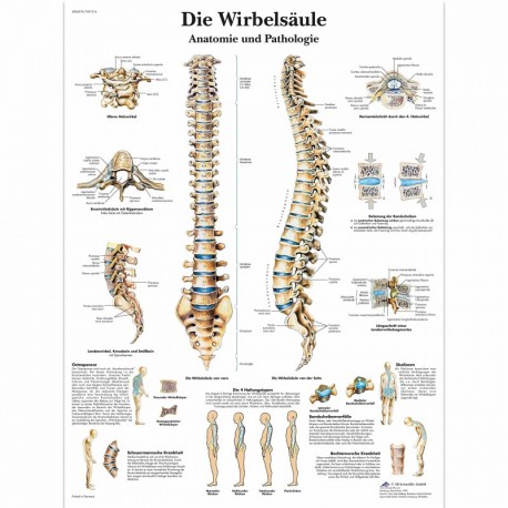 3B Scientific VR0152L - Póster explicativo sobre la columna vertebral humana en alemán 