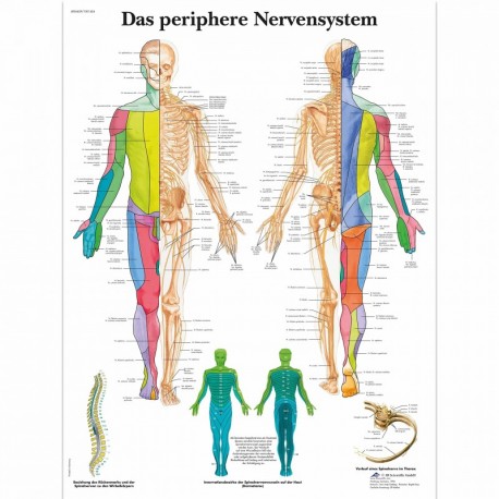 3B Scientific VR0621L - Póster explicativo sobre el sistema nervioso periférico en alemán 