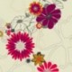 Sigel HO430 Vade, bloc de notas, diseño flores, calendarios trianuales, 59,5 x 41 cm, violeta, morado y beige , 30 hojas