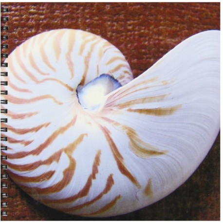 3dRose db 18986 _ 1 Nautilus Shell II Dibujo Libro, 8 por cm
