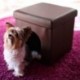 Relaxdays – Asiento con casa para Mascotas Hecho de Cuero Artificial con Medidas 38 x 38 x 38 cm Peso 2.5 Kg Banco Taburete r