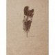 Clairefontaine 930022 C Flying Spirit – Cuaderno cosido con protectora Kraft 16 x 21 cm 120 páginas de color marfil