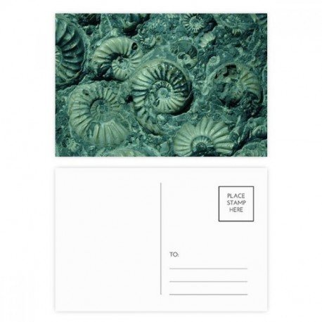 DIYthinker Los fósiles Nautilus amonitas Gracias tarjeta de muestra y tarjetas postales conjunto de cumpleaños de correo late