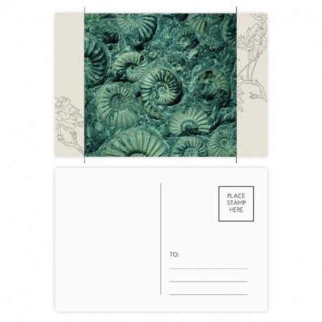 DIYthinker Los fósiles Nautilus amonitas Postal de la flor modelo que figura tarjeta Gracias lateral de correo 20Pcs 5,7 pulg