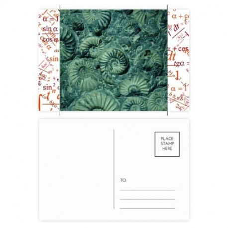 DIYthinker Los fósiles Nautilus amonitas Espécimen Fórmula tarjetas postales establecido Gracias tarjeta de correo lateral 20