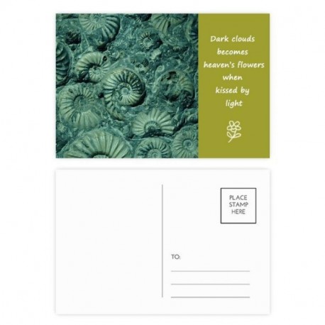 DIYthinker Los fósiles Nautilus amonitas Espécimen Poesía postal Conjunto de tarjeta de correo Gracias lateral 20Pcs 5,7 pulg