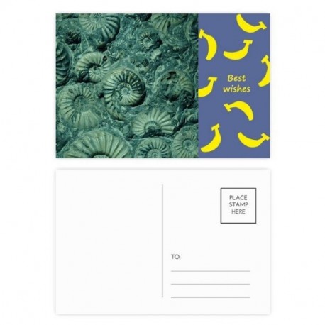 DIYthinker Los fósiles Nautilus amonitas muestras de plátano tarjetas postales establecido tarjeta Gracias lateral de correo 
